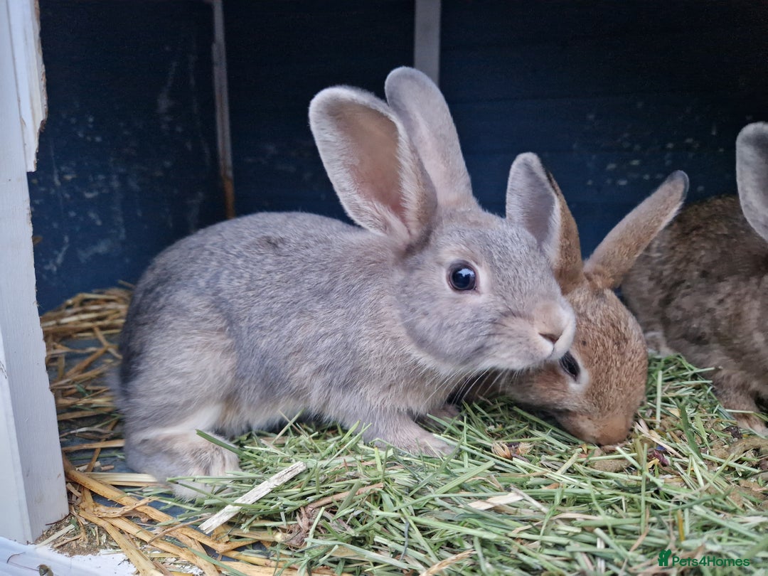 Mixed Breed rabbits for sale: Super cute bunny babies 🐰😍🐰 - Image 9