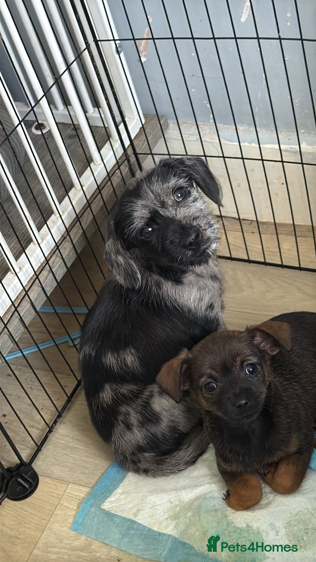 Mixed Breed dogs     Beautiful Boy Full Of Love & Personality 🖤 - Advert 1