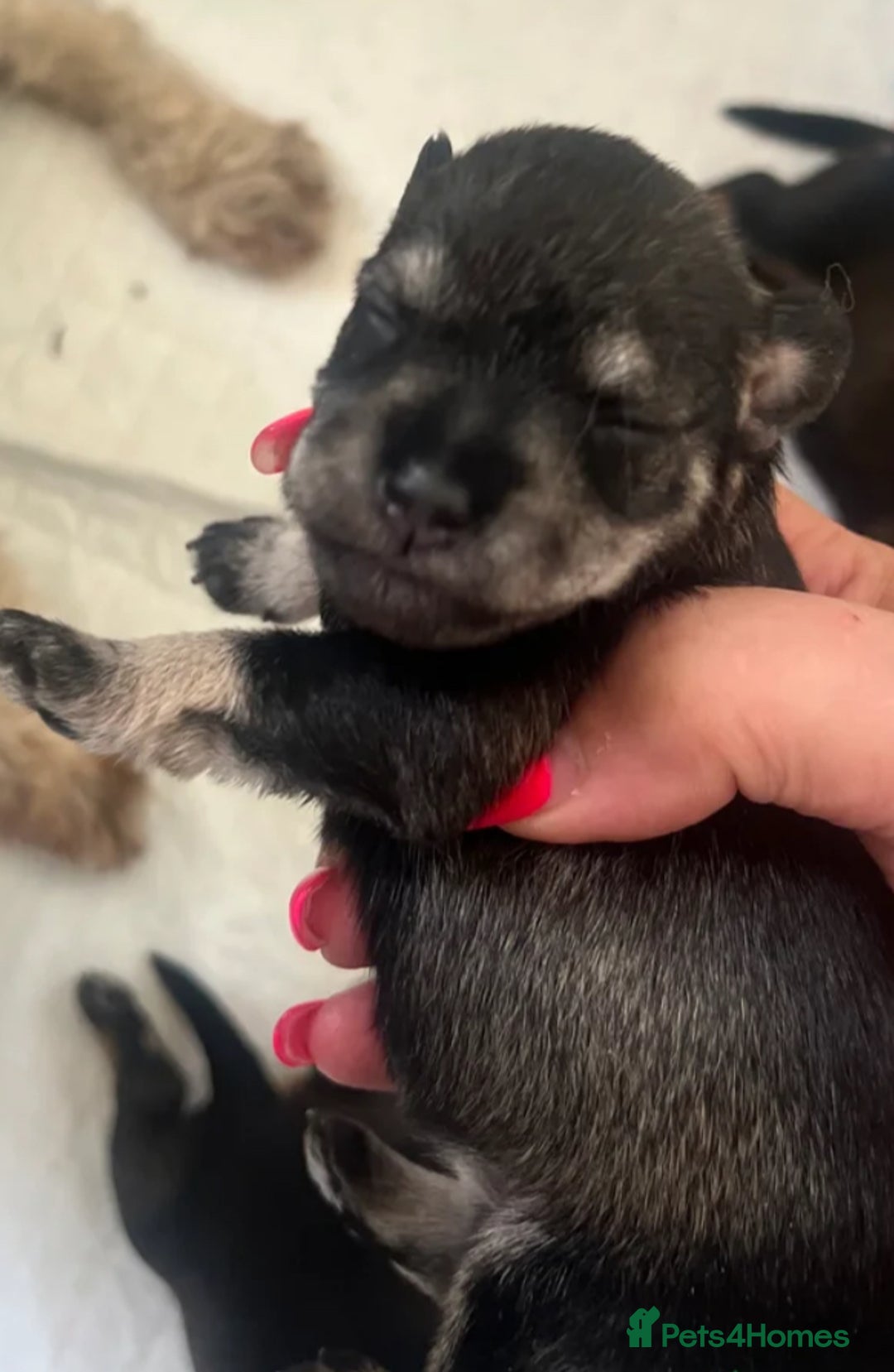 Schnoodle dogs for sale: 🐾🐶Schnoodles/Schnauzers🐶🐾 - Image 4
