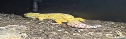 Leopard Gecko reptiles for sale: Male and female leopard ghecko for sale as moving - Advert 2