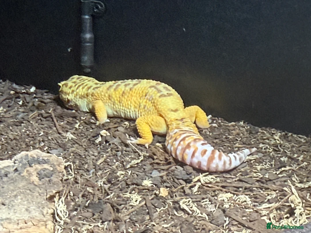 Leopard Gecko reptiles for sale: Male and female leopard ghecko for sale as moving - Advert 2