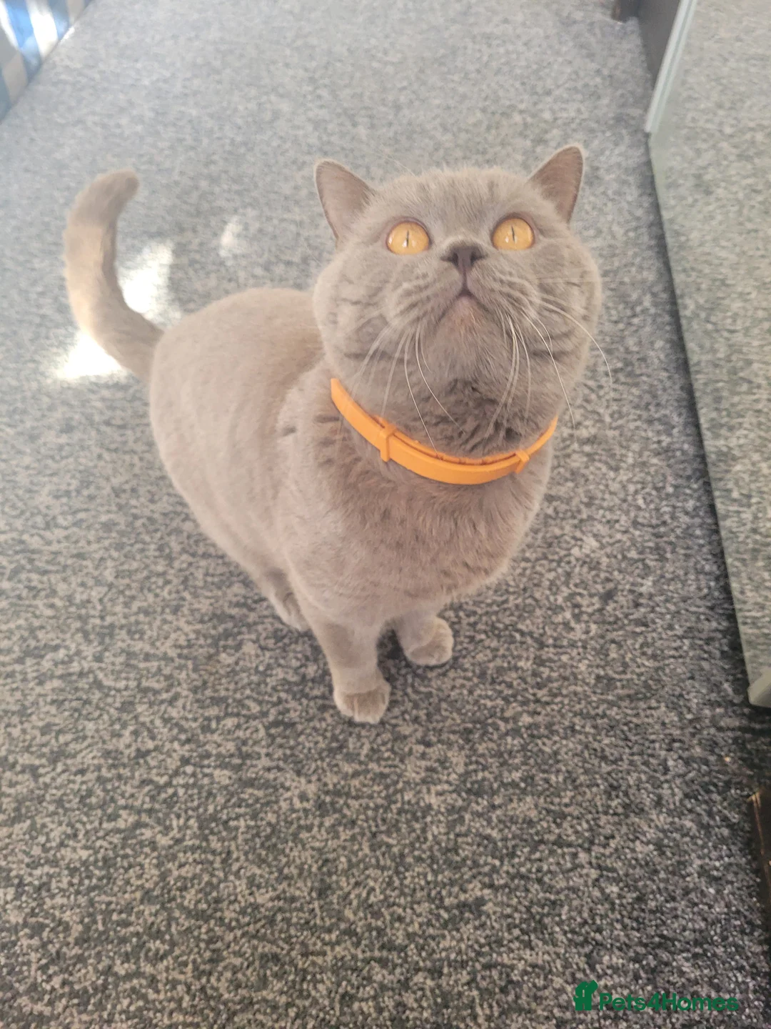 British Shorthair cats for stud: Lilac GCCF active stud Manchester  in Manchester - Advert 7
