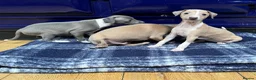 Italian Greyhound dogs for sale: The Most AMAZING colours! - Advert 20