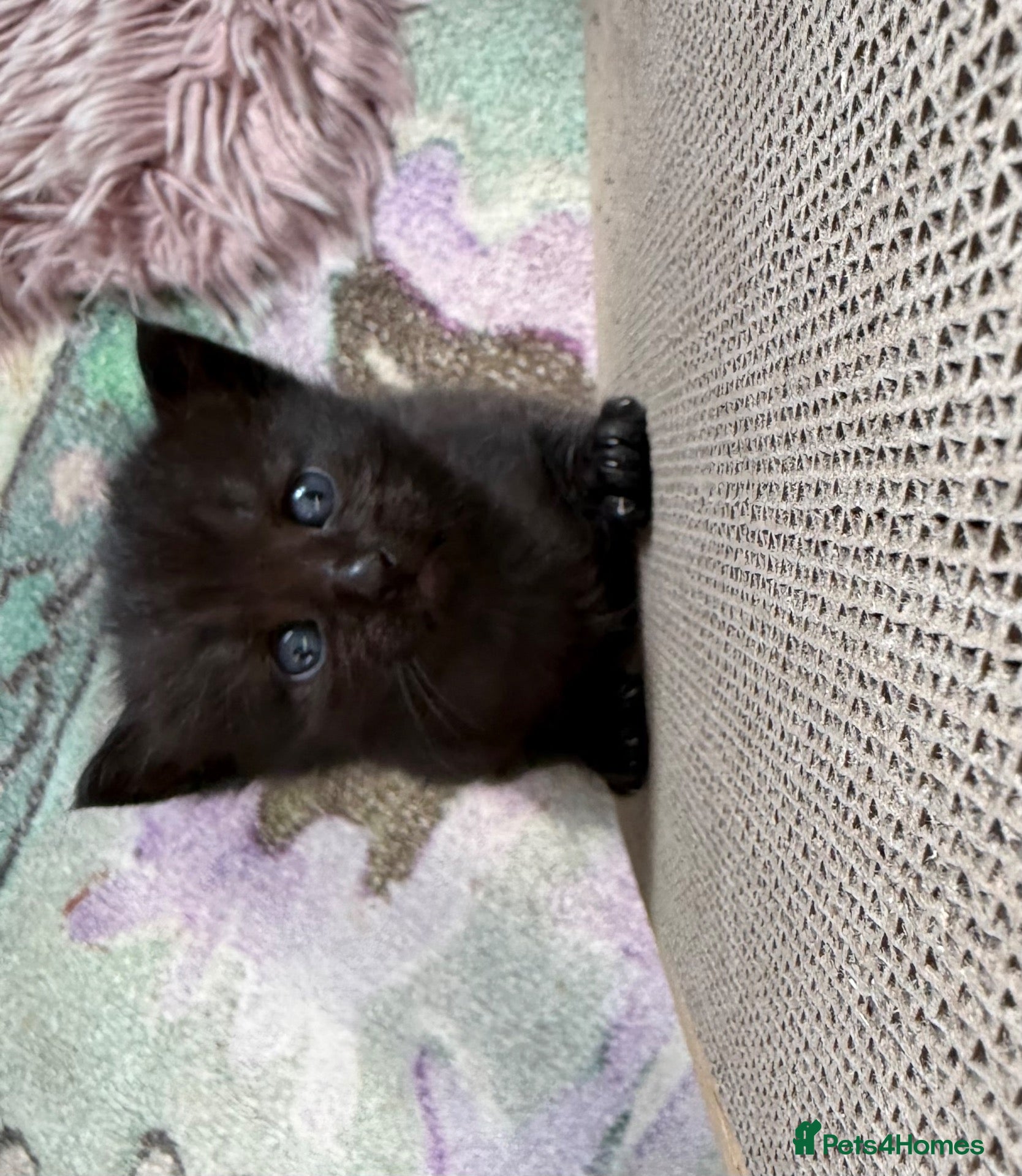 Mixed Breed cats for sale: Loving Ragdoll Cross Black Ginge Tortie Kittens - Advert 5