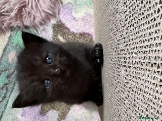 Mixed Breed cats for sale: Loving Ragdoll Cross Black Ginge Tortie Kittens - Advert 3