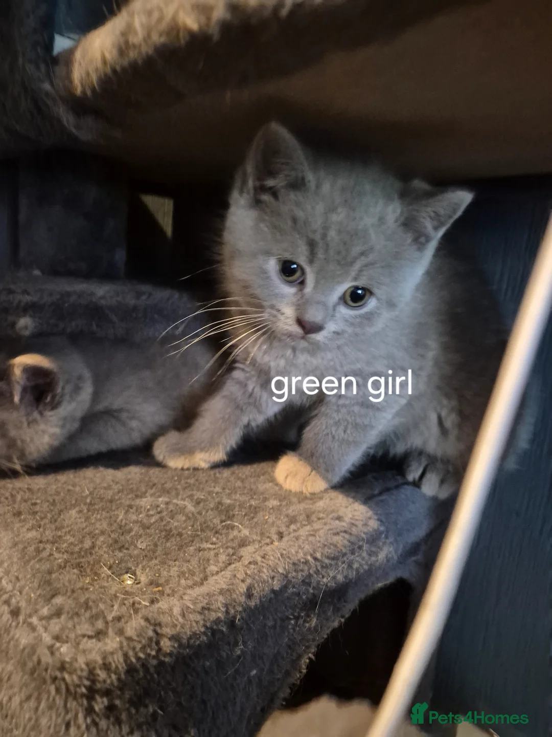 Mixed Breed cats for sale: British Shorthair X Ragdoll kittens  in Altrincham - Advert 14