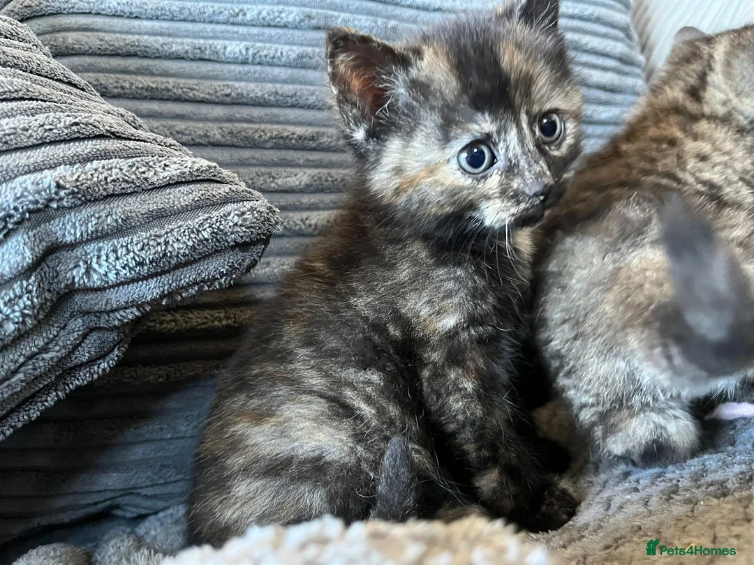 Mixed Breed cats for sale: Female kitten - Advert 5