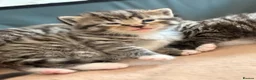 Mixed Breed cats for sale: 4 Beautiful kittens very fluffy 🔥 - Advert 7