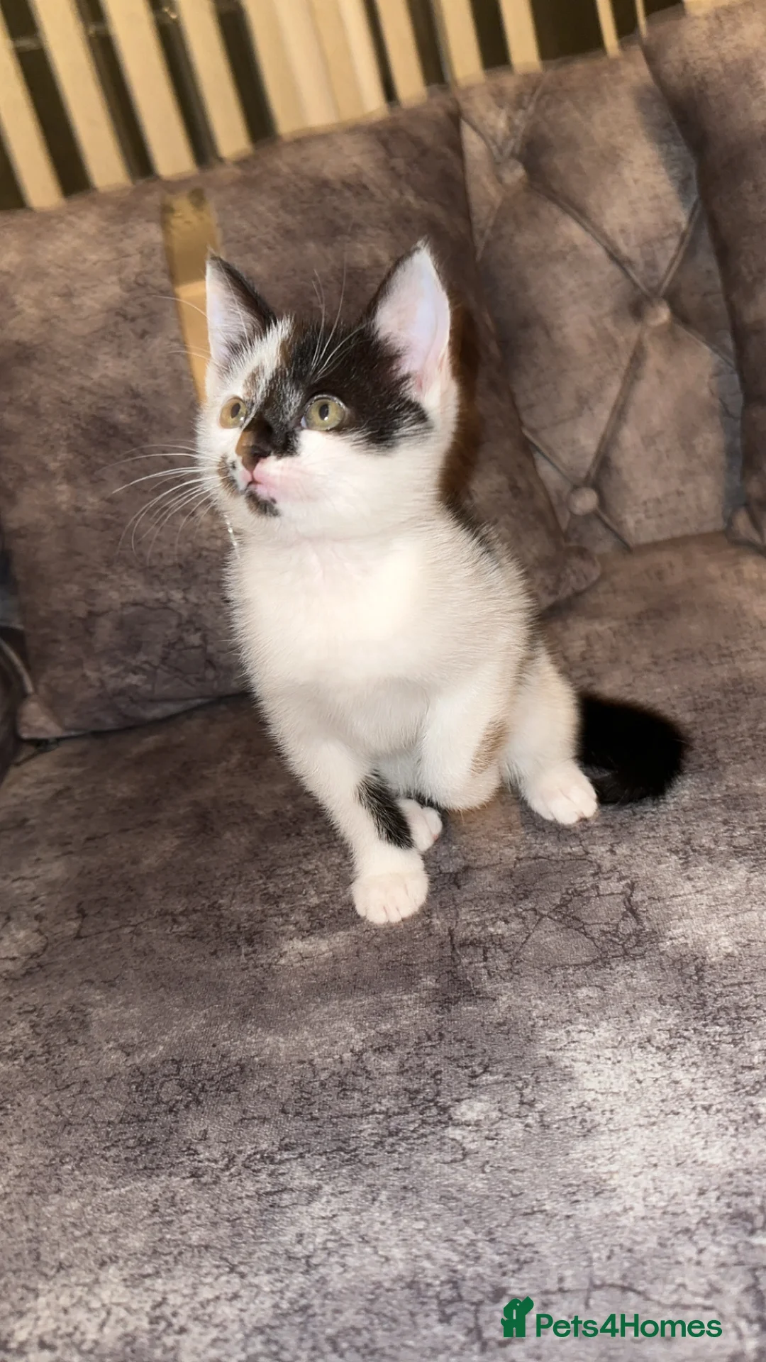 Domestic Shorthair cats for sale: Gorgeous tabby and British shorthair kitten - Advert 16