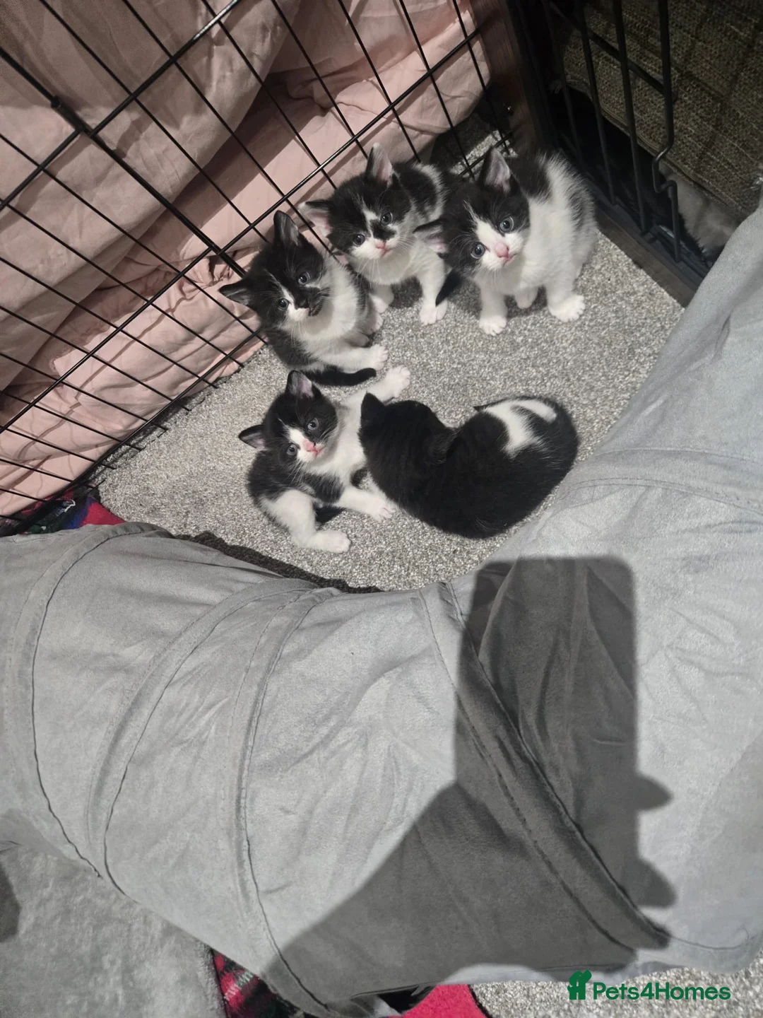 Domestic Shorthair cats for sale: Kittens and mother for sale.  in Wakefield - Advert 1