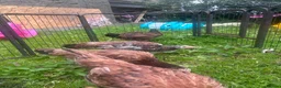 Chickens poultry for sale: Asil pullets born end of January  - Advert 5