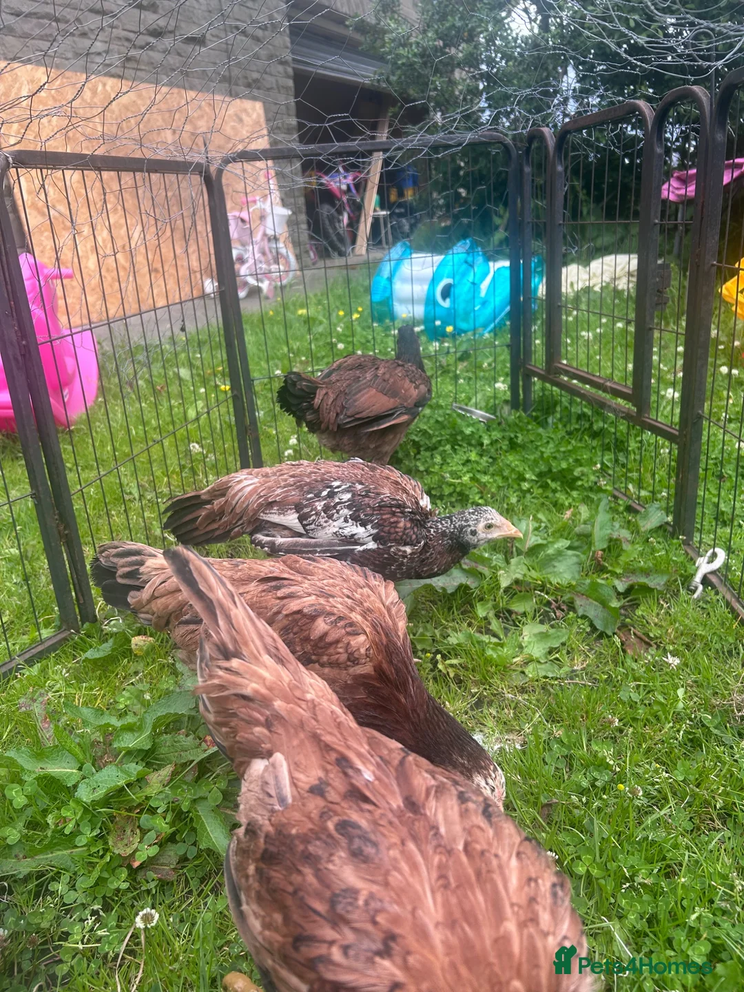 Chickens poultry for sale: Asil pullets born end of January  - Advert 5