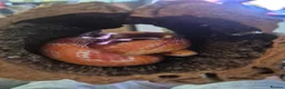 Corn Snake reptiles for sale: Chase our Corn snake - Advert 3
