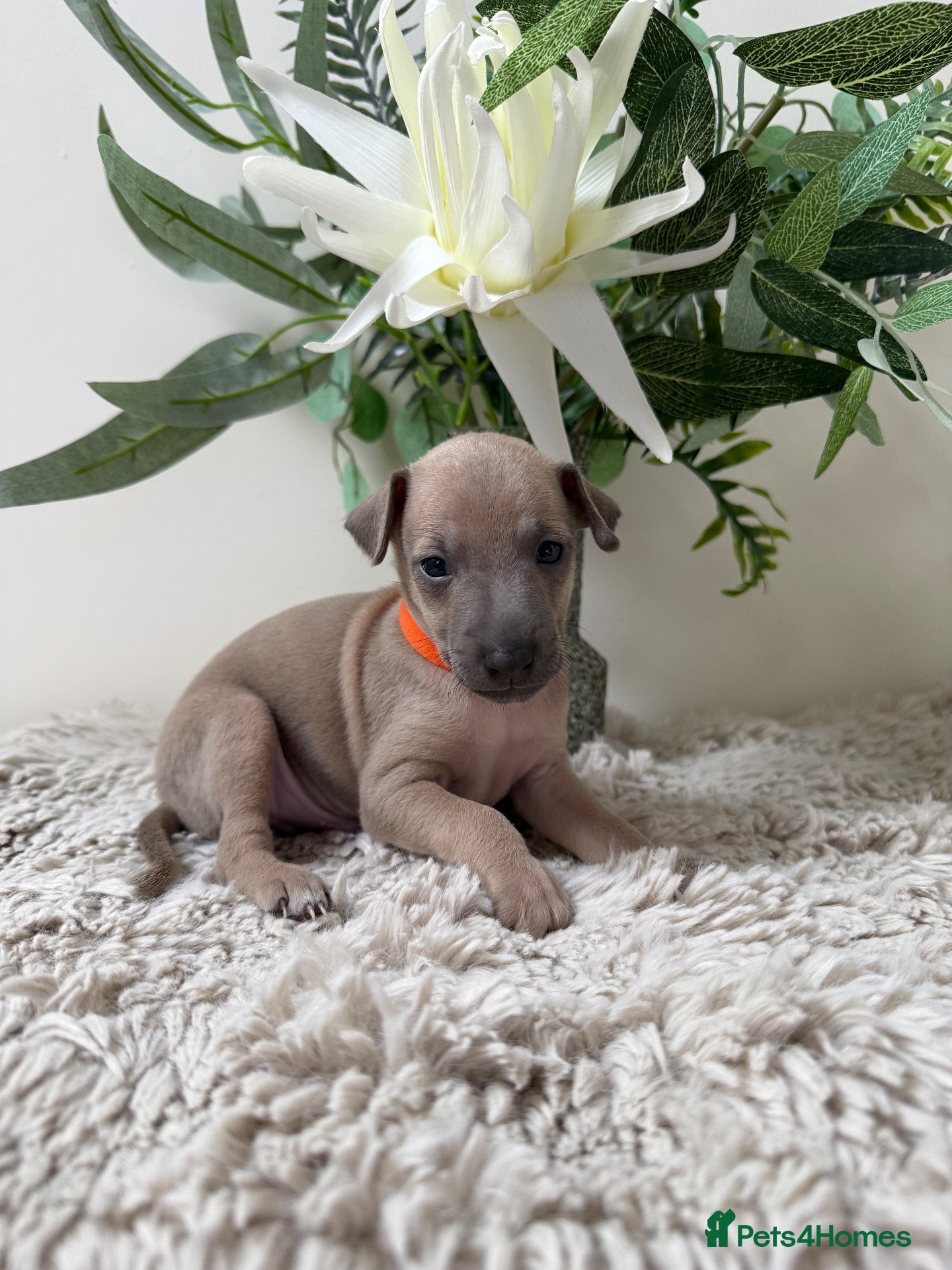 Italian Greyhound dogs 4 beautiful KC registered puppies 🐾🩵🩷 - Advert 2