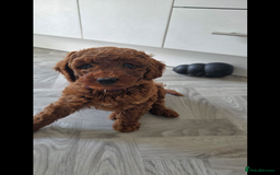 Miniature Poodle dogs for sale: Female Red miniature poodle puppy - Image 8