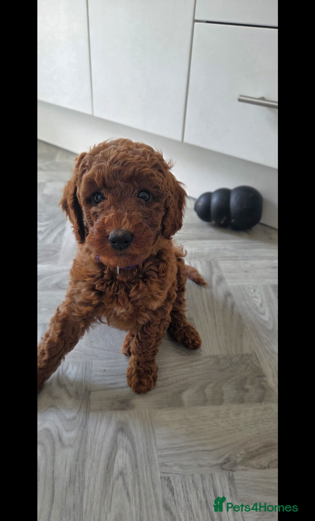 Miniature Poodle dogs for sale: Female Red miniature poodle puppy - Image 8