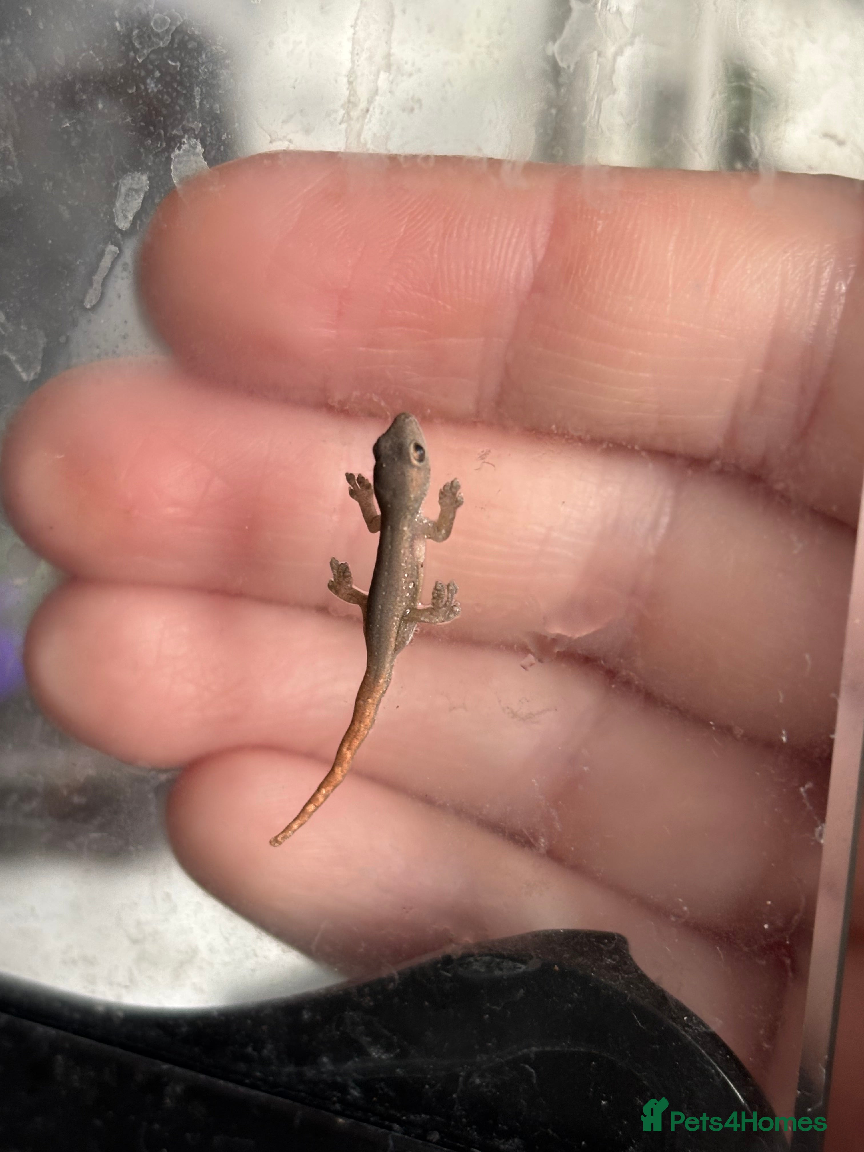 Gecko reptiles Baby Cameroon dwarf gecko! - Advert 1