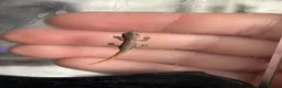 Gecko reptiles for sale: Baby Cameroon dwarf gecko! - Advert 1