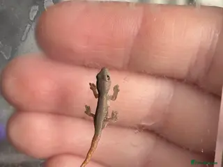 Gecko reptiles Baby Cameroon dwarf gecko! - Advert 2