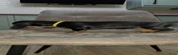Dachshund dogs for sale: Dachshund puppies  - Advert 6
