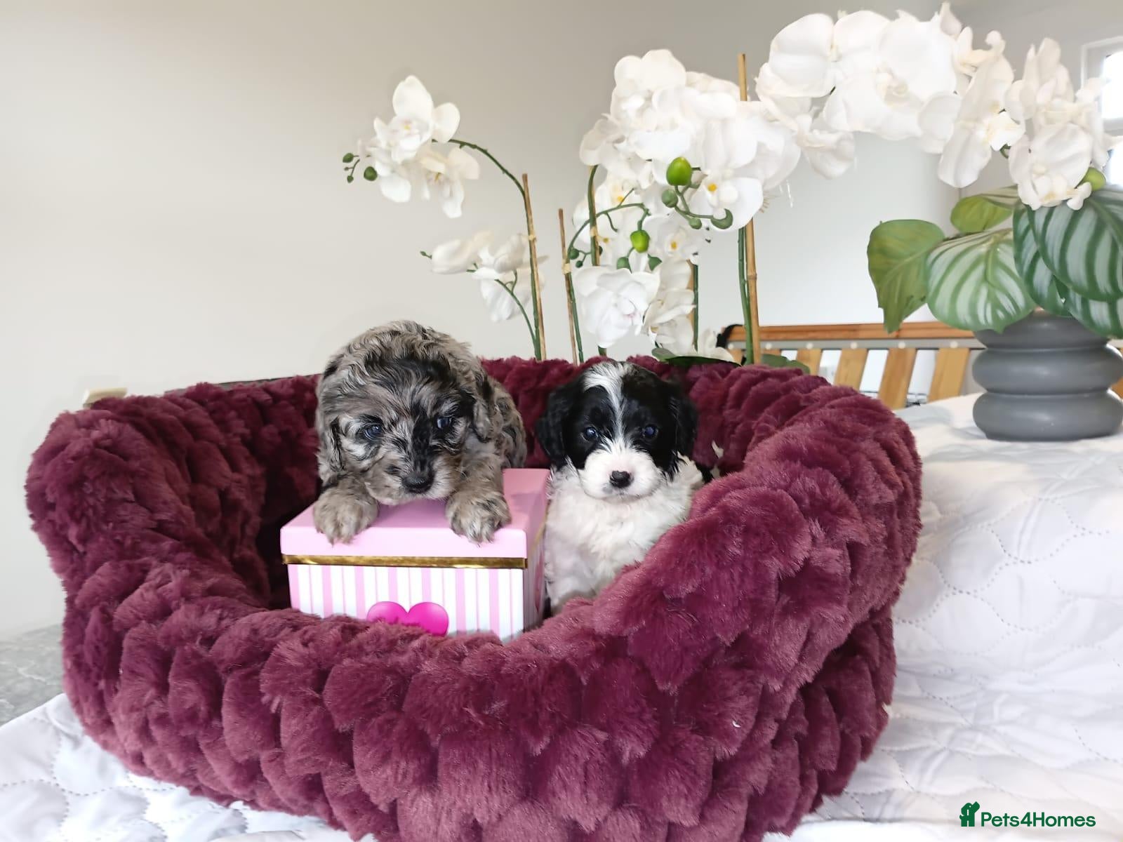 Cavapoo dogs Toy cavapoo f1 puppies 🐶 - Advert 9