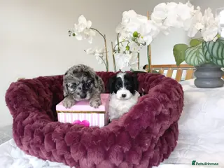 Cavapoo dogs Toy cavapoo f1 puppies 🐶 - Advert 9