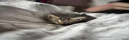 Mixed Breed cats for sale: Stormpoint Bengals x Kittens in Enfield - Advert 3