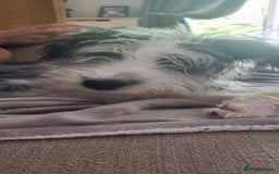 Lurcher dogs for sale: Little boy for sale - Image 2