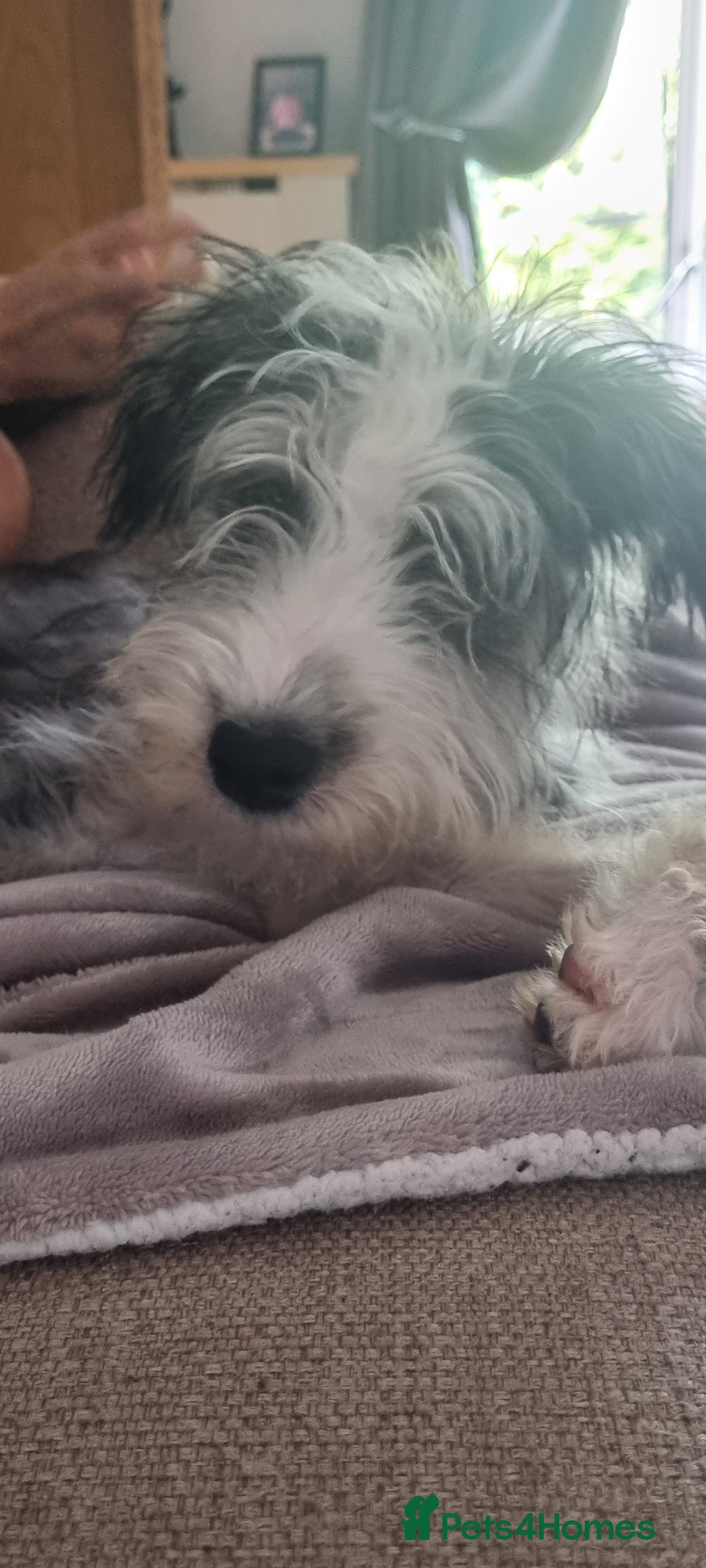 Lurcher dogs for sale: Little boy for sale - Image 2