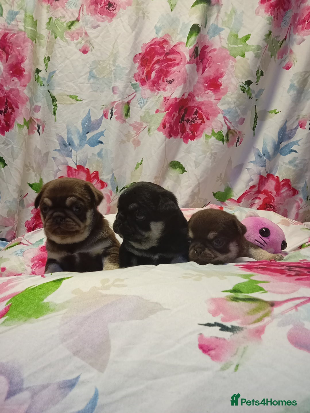 Pug dogs for sale: Pug puppies  - Advert 5