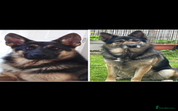 Shepsky dogs for sale: Beautiful puppies  - Image 12