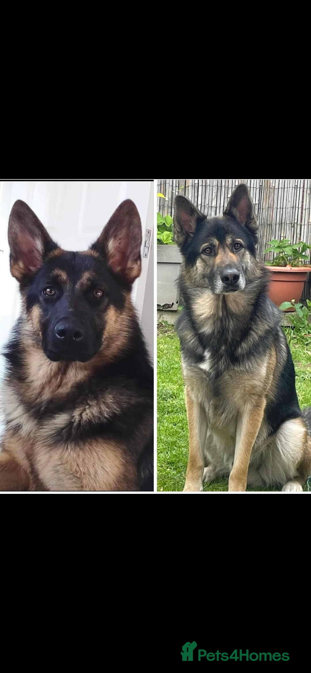 Shepsky dogs for sale: Beautiful puppies  - Image 12