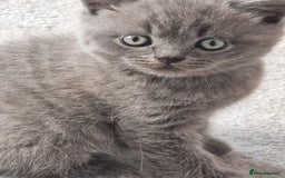 British Shorthair cats for sale: GCCF BRITISH SHORTHAIR KITTENS - Image 1