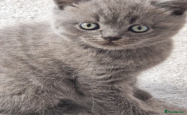 British Shorthair cats - Advert 1