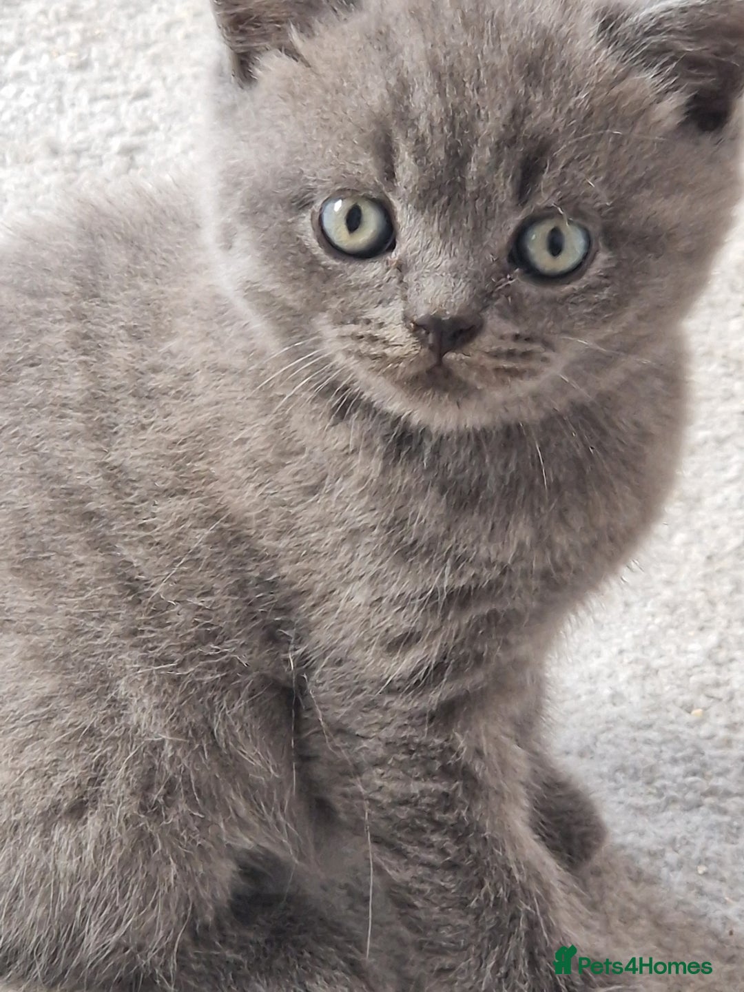 British Shorthair cats for sale: GCCF BRITISH SHORTHAIR KITTENS - Image 1