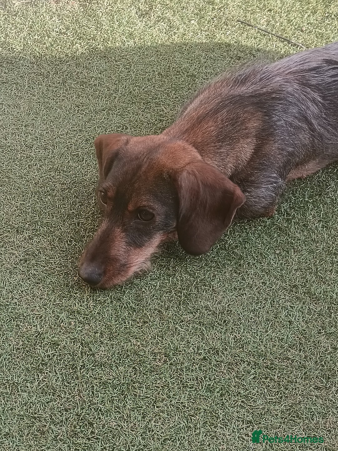 Dachshund dogs for sale: 1 year old dachshund - Advert 6