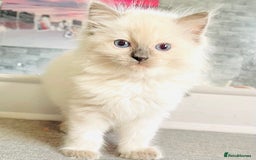 Ragdoll cats for sale: Ragdoll kittens - Image 6
