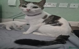 Mixed Breed cats for sale: Pure white kittens - Image 6