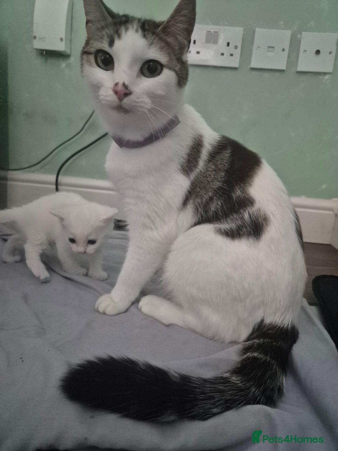 Mixed Breed cats for sale: Pure white kittens - Image 6