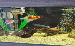 Fancy Goldfish fish for sale: Fancy Goldfish  - Image 6