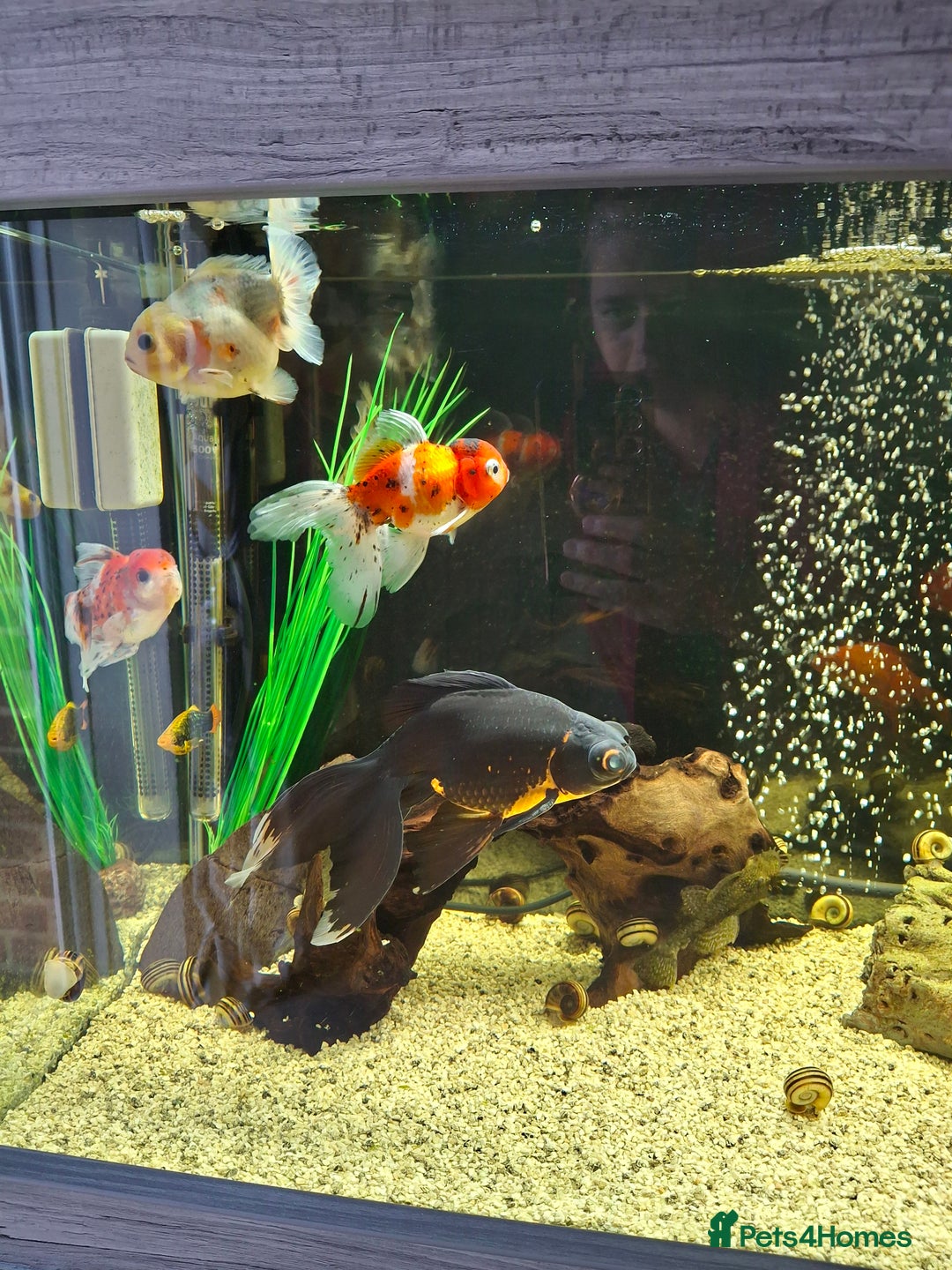 Fancy Goldfish fish for sale: Fancy Goldfish  - Image 6