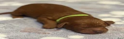 Cavapoo dogs for sale: Beautiful F1b Cavapoo Puppies ❤️ - Advert 8