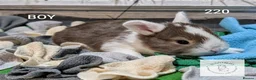 Mixed Breed rabbits for sale: Beautiful bunnies to reserve  - Advert 4