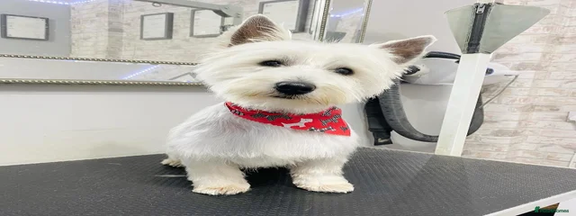 Finnley