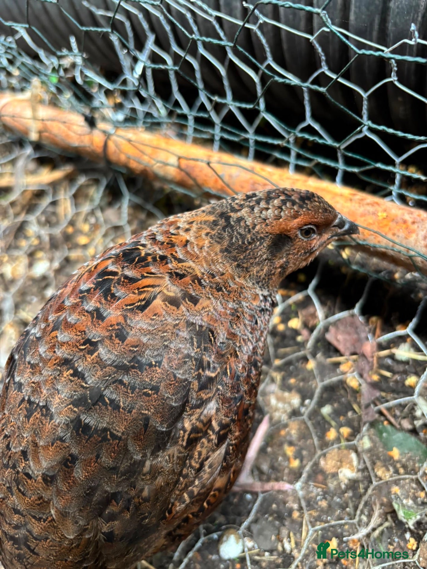 Quail poultry Amazing selection of celedon quail - Advert 2