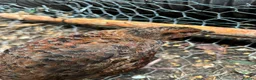 Quail poultry for sale: Amazing selection of celedon quail - Advert 2