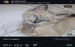 Ragdoll cats for sale: Proven healthy ragdolls 🐾 Sepias & traditionals   - Image 10