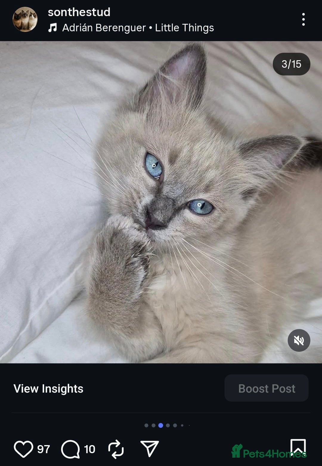 Ragdoll cats for sale: Proven healthy ragdolls 🐾 Sepias & traditionals   - Image 10