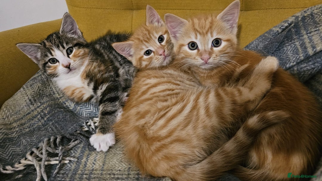Domestic Shorthair cats for sale: All kittens now gone - Advert 4