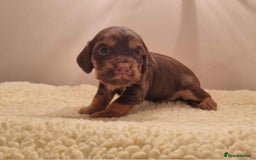 Cocker Spaniel dogs for sale: Gorgeous Health Tested Working Cocker Spaniels - Image 27